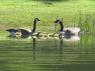 Canada geese and goslings at Capernwray pond