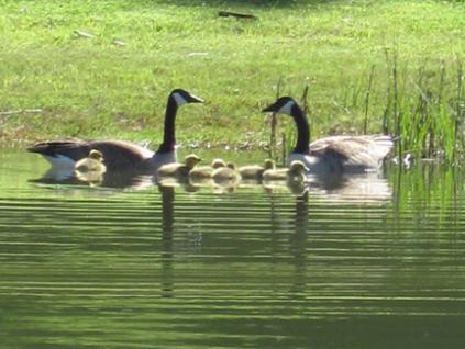 Canada geese and goslings at Capernwray pond